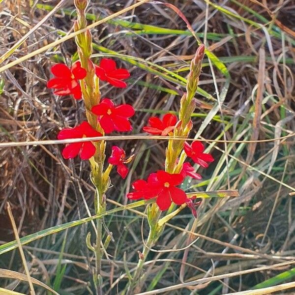 Striga asiatica Flower