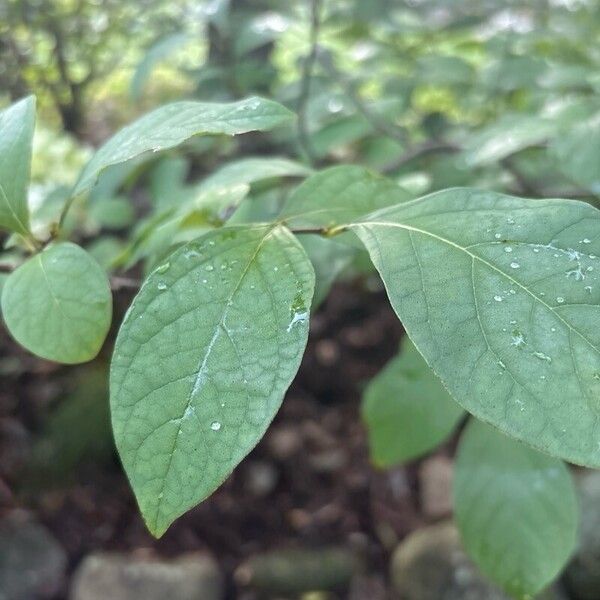 Lindera benzoin पत्ता