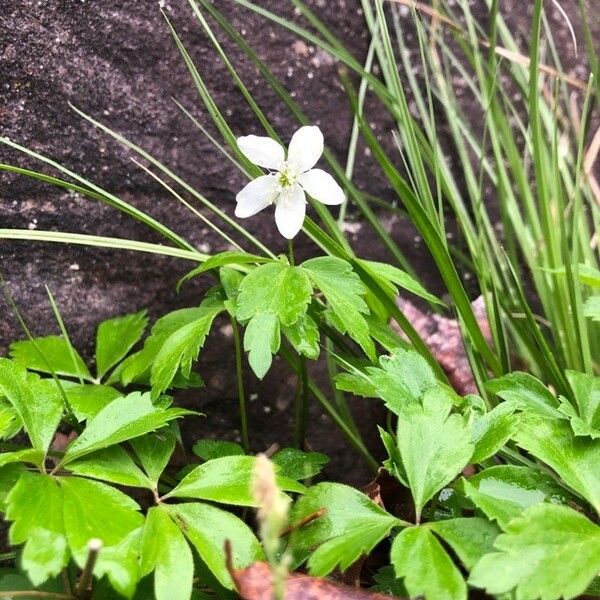 Anemonoides quinquefolia Kukka