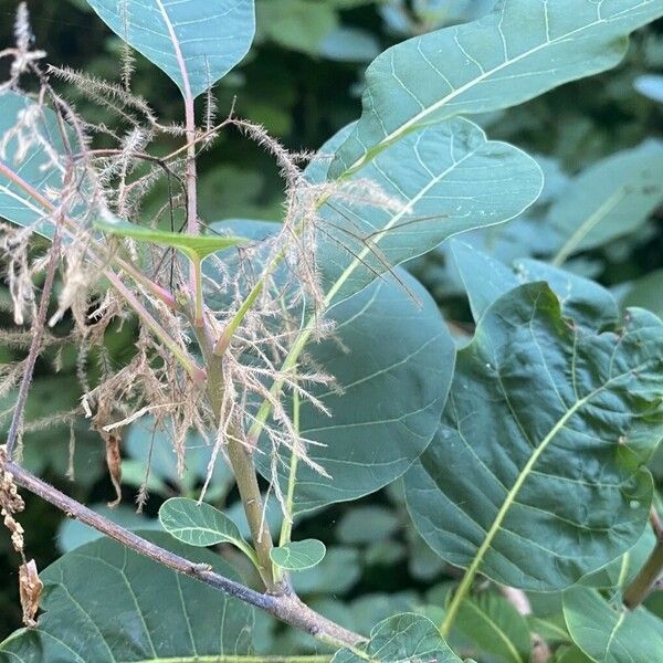 Cotinus obovatus 果実