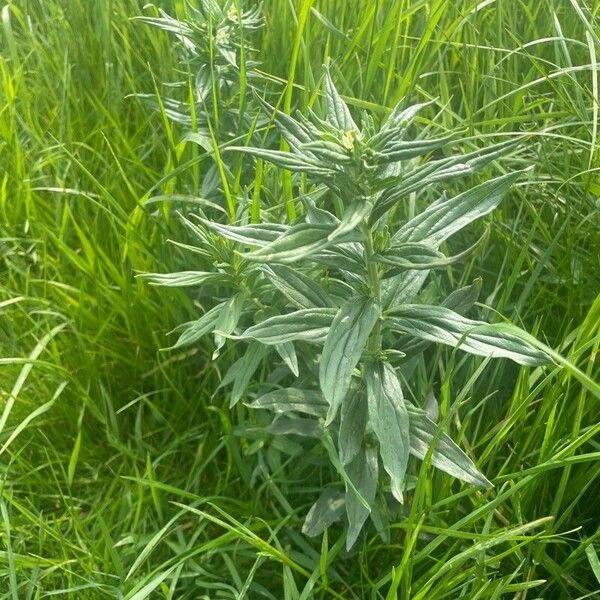 Lithospermum officinale Habit