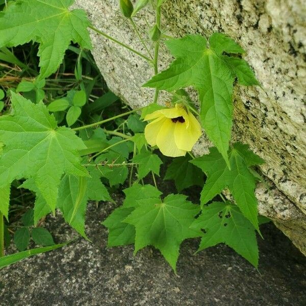 Hibiscus vitifolius List