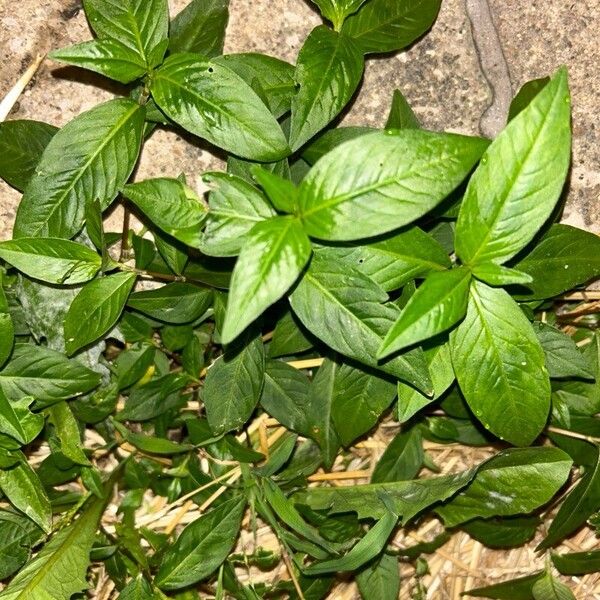 Persicaria pensylvanica Blad