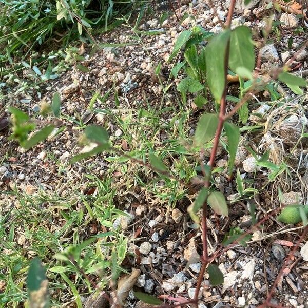 Euphorbia hyssopifolia 葉