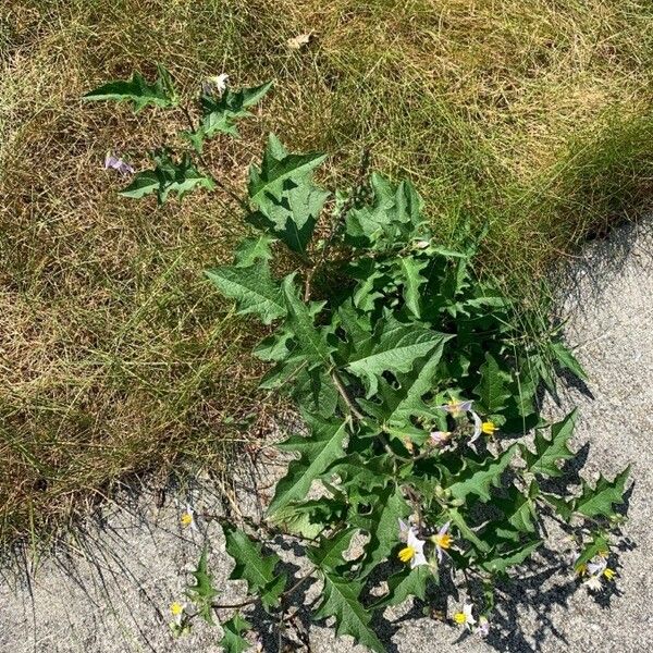 Solanum carolinense Агульны выгляд