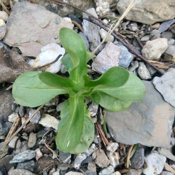 Valeriana locusta Folio