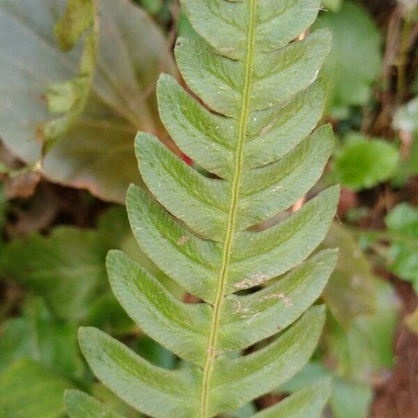 Blechnum spicant Leaf