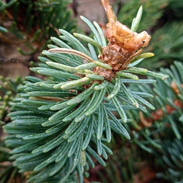 Picea sitchensis 葉