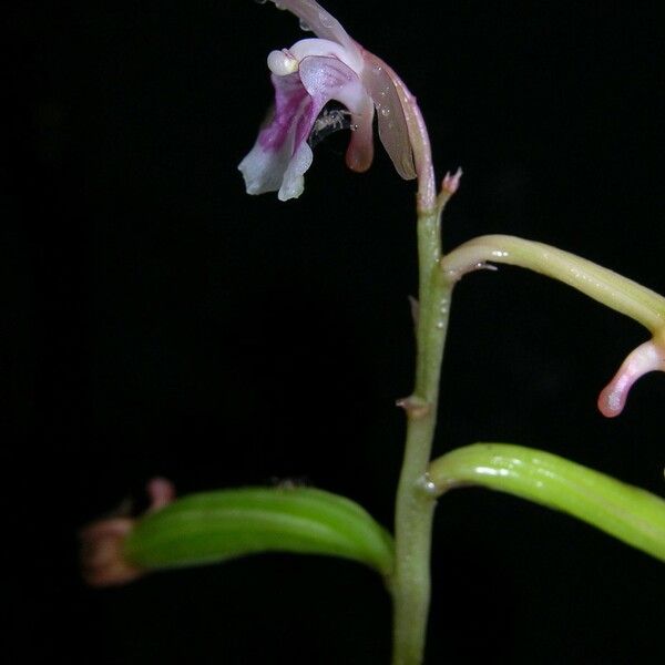 Eulophia maculata 其他