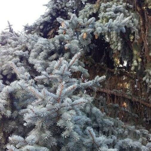 Picea pungens Natur