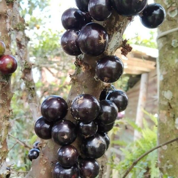 Plinia cauliflora Fruit