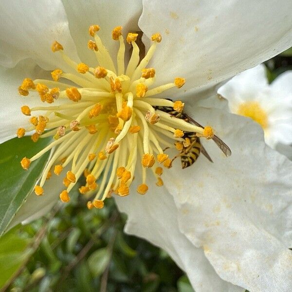 Camellia oleifera Кветка