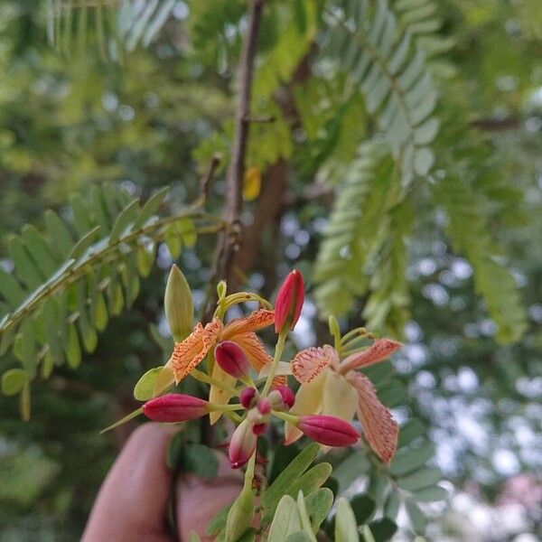 Tamarindus indica 花