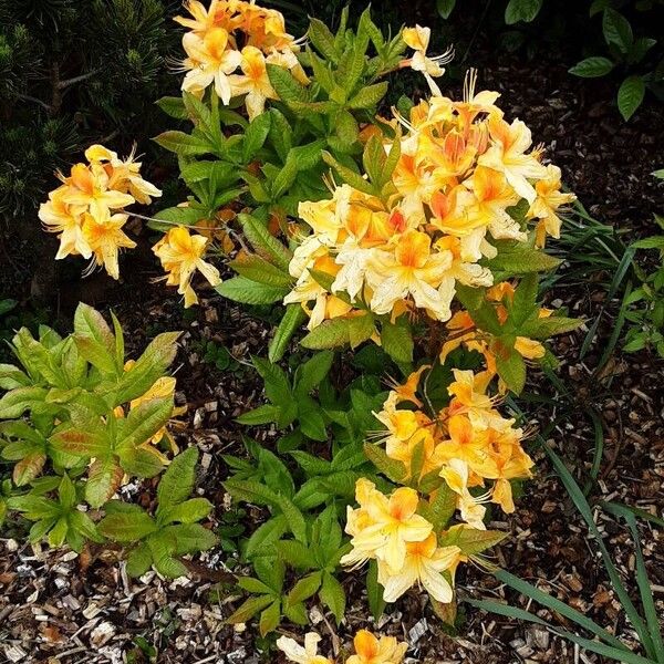 Rhododendron calendulaceum Habit