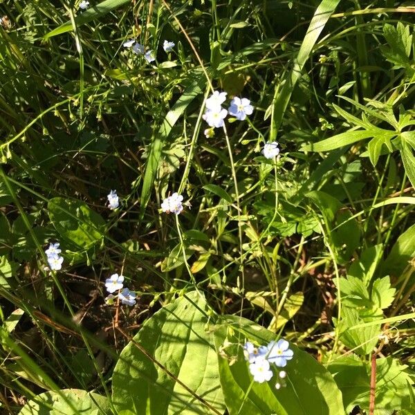 Myosotis scorpioides Blüte