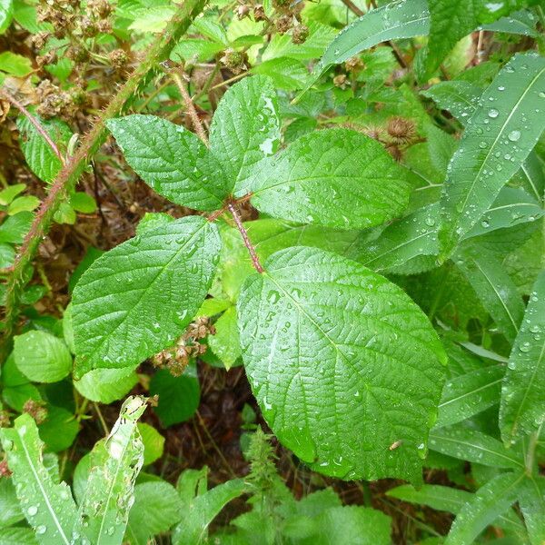 Rubus koehleri Altres