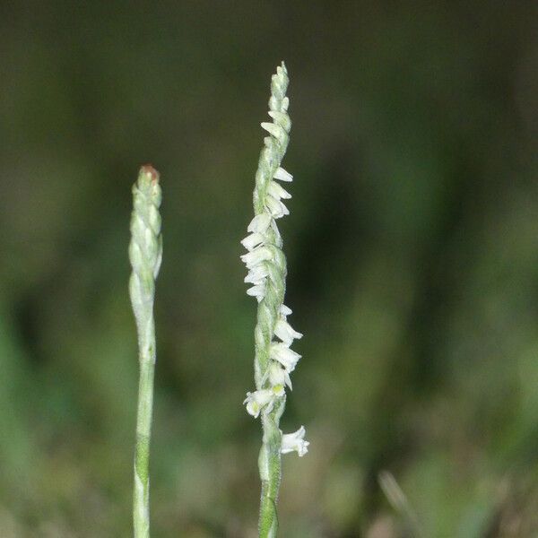 Spiranthes spiralis Fiore