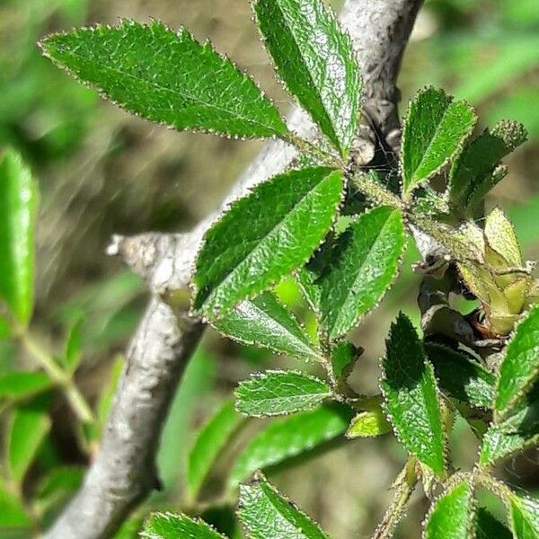 Rosa agrestis Leaf