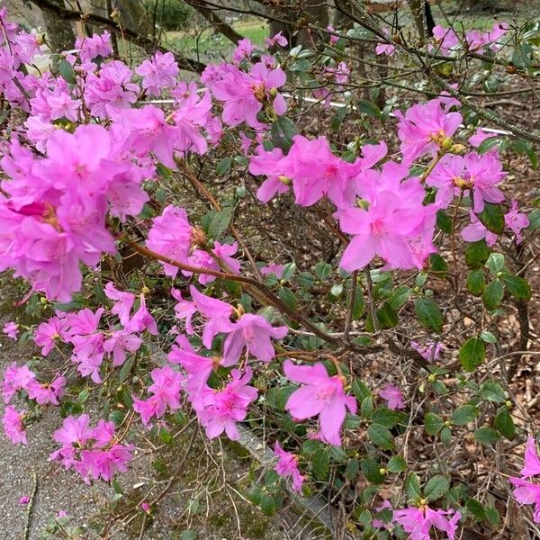 Rhododendron dauricum ᱵᱟᱦᱟ