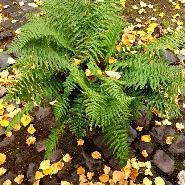 Dryopteris filix-mas Leaf