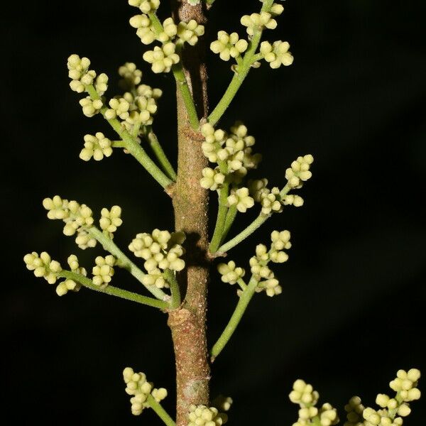 Trichilia pallida Bloem