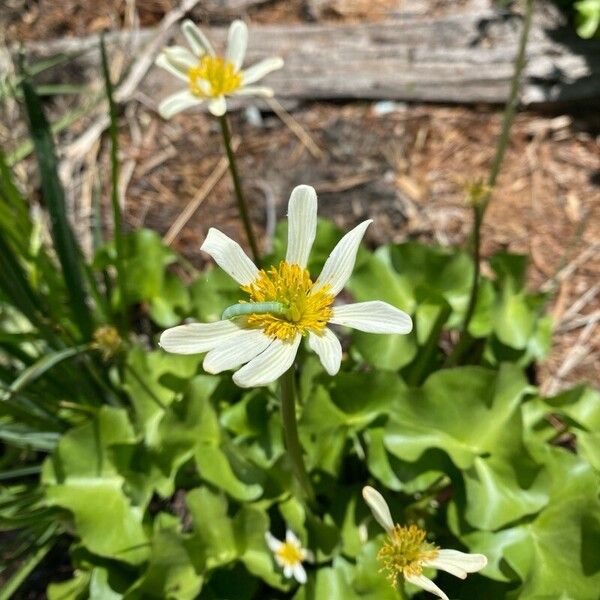 Caltha leptosepala Flower