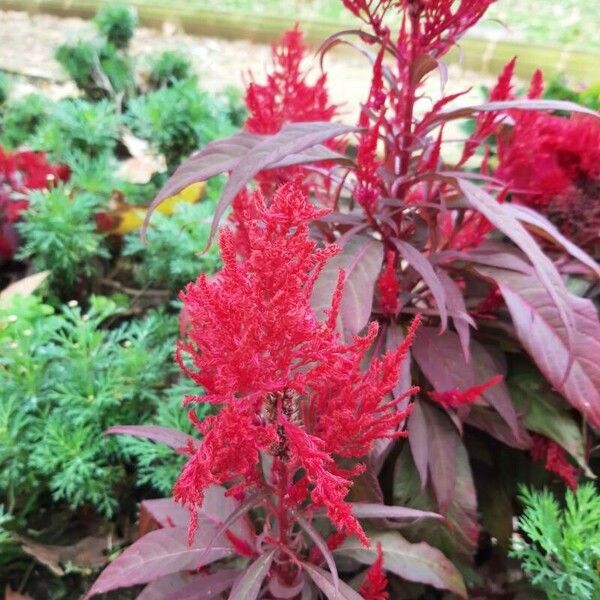 Amaranthus cruentus Õis