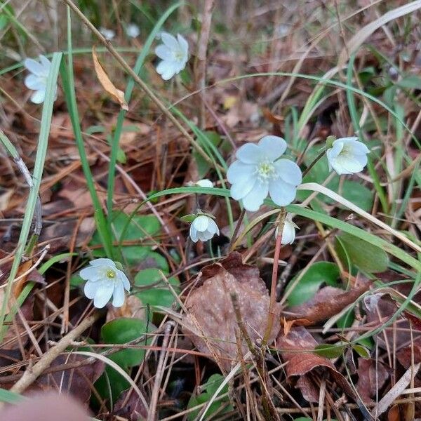 Anemone hepatica Blüte