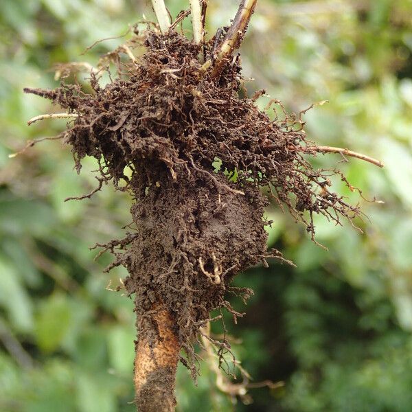 Nephrolepis undulata autre