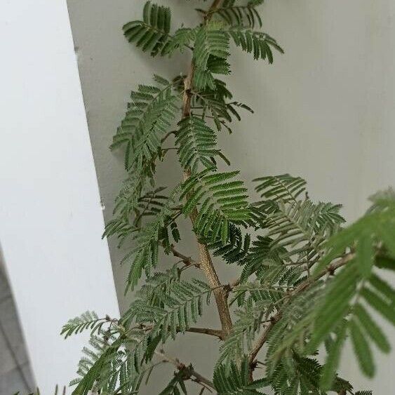 Vachellia farnesiana Fuelha