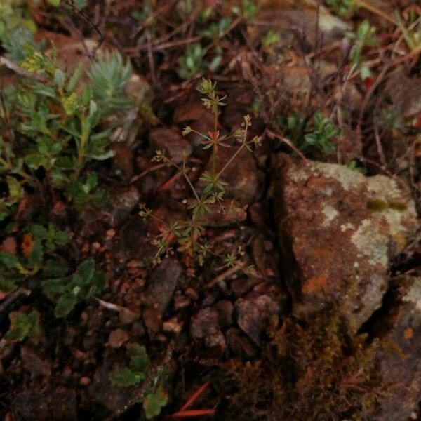 Galium parisiense Фрукт