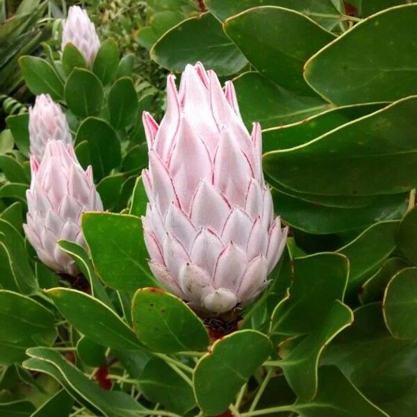 Protea cynaroides Flor