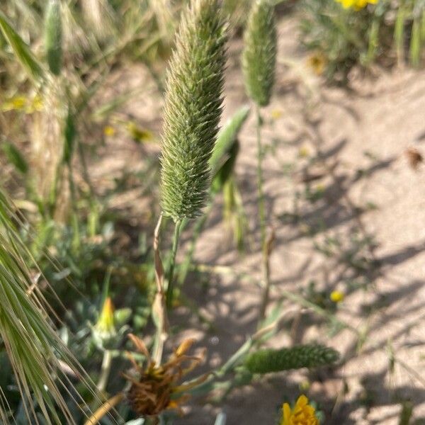 Phalaris minor Lorea