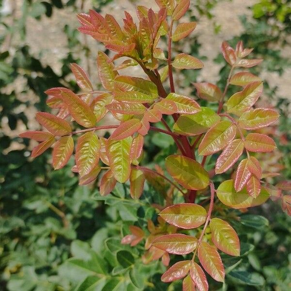 Pistacia terebinthus Leaf