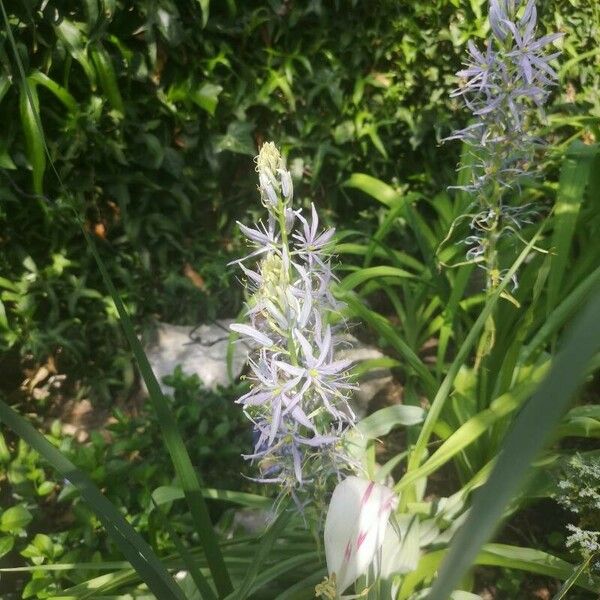 Camassia scilloides Flower