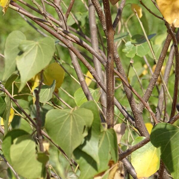 Thespesia populnea Blatt