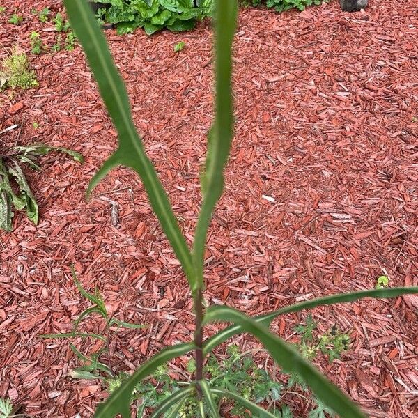 Lactuca canadensis Blad