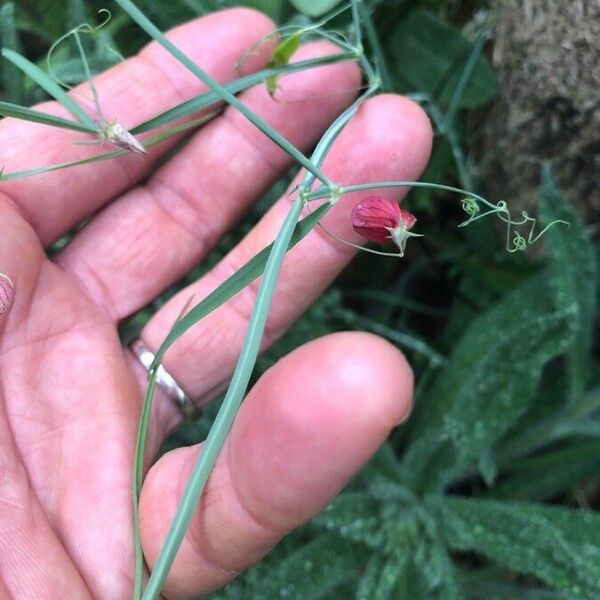 Lathyrus setifolius Blomst