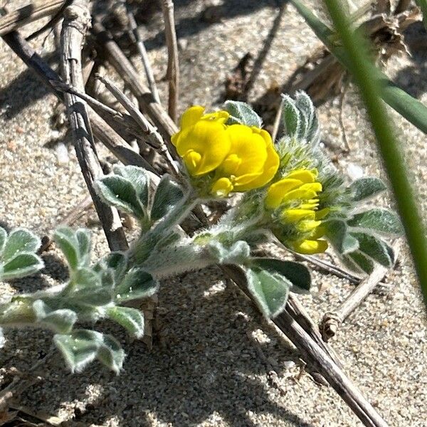 Medicago marina Floro