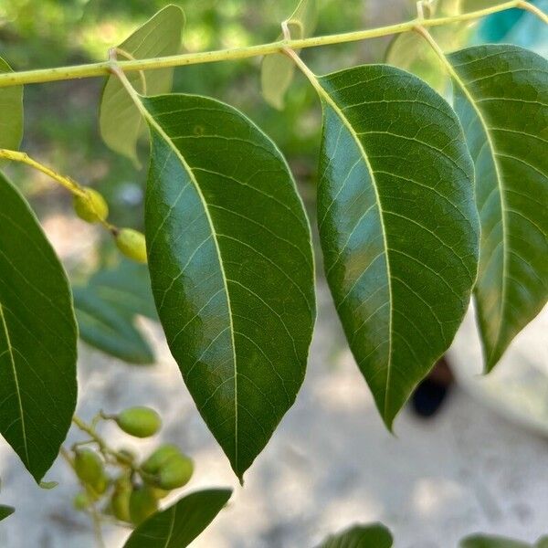 Toona ciliata Leaf