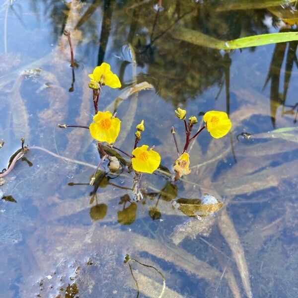 Utricularia australis Õis