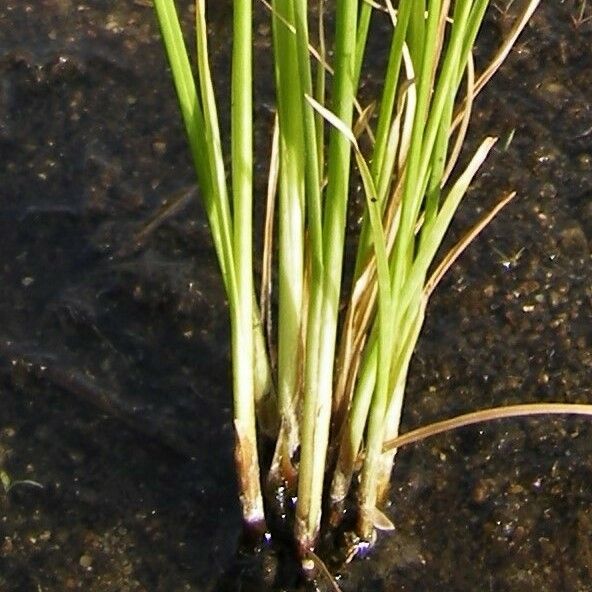 Cyperus compressus Кора