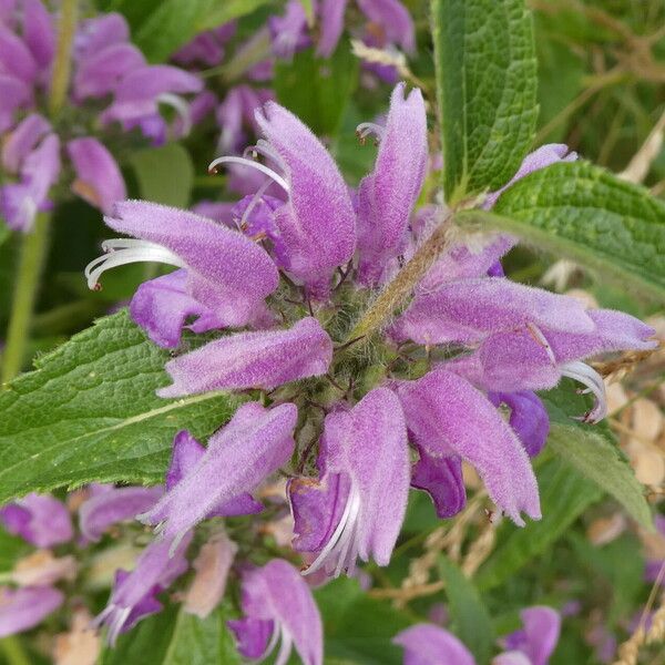 Phlomis herba-venti Blüte