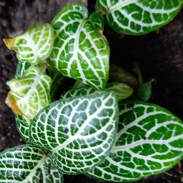 Fittonia albivenis Feuille