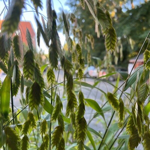 Chasmanthium latifolium Кветка