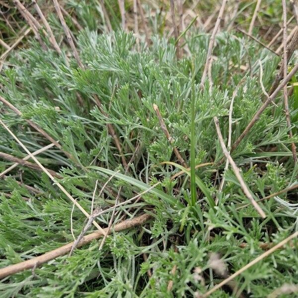 Artemisia santonicum Deilen