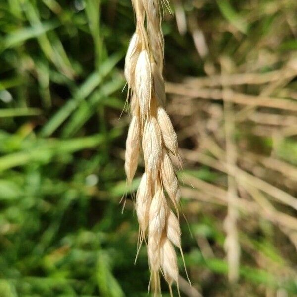 Bromus secalinus Flor