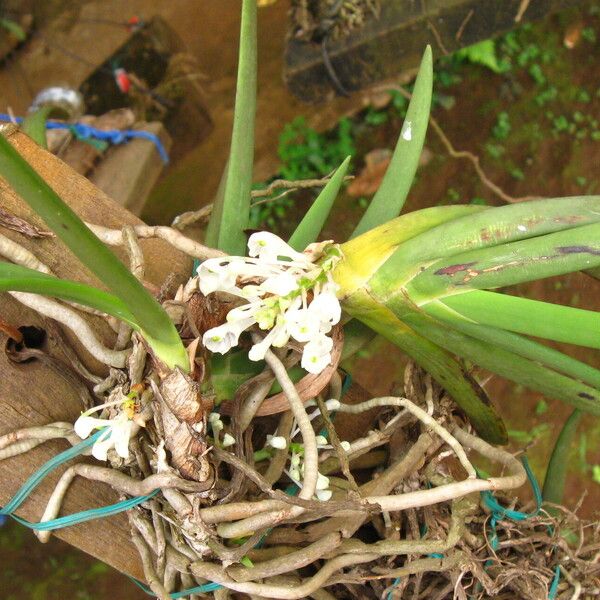 Podangis dactyloceras Habit