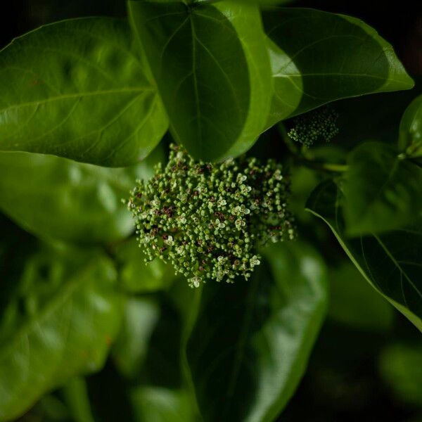 Premna serratifolia Flower