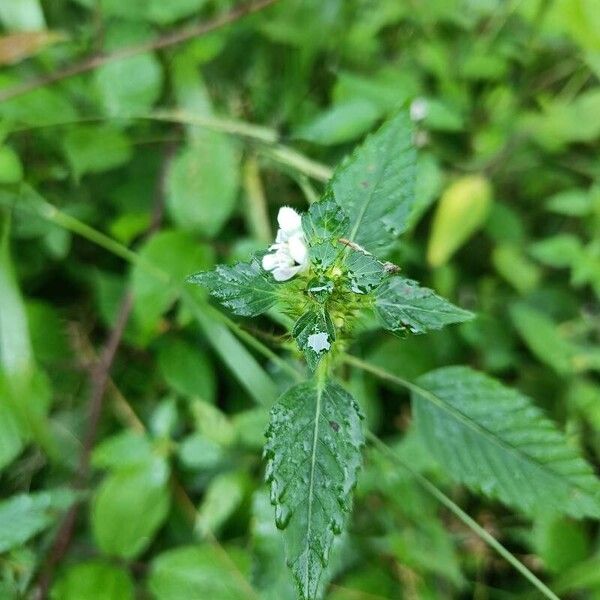 Galeopsis tetrahit 花